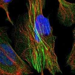 WWC3 Antibody, Novus Biologicals 0.1mL; Unlabeled:Antibodies, Polyclonal
